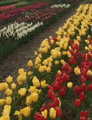 Holiday home De Bollenschuur Egmond aan Zee