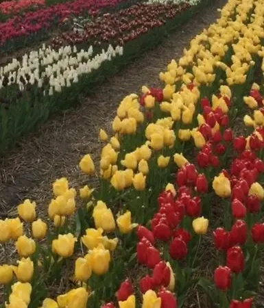 Дом отдыха De Bollenschuur Эгмонд-ан-Зее